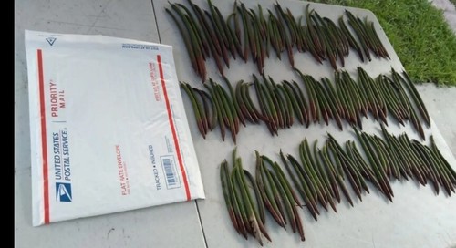 200 Red Mangrove AQUARIUM Fish tank water Plants seeds Salt or Fresh Water Tree