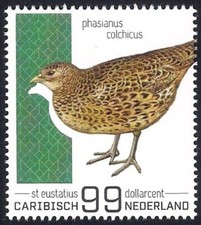 Caribbean Netherlands 2022 - St. Eustatius - Bird - Common Pheasant