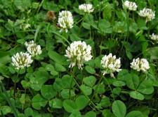20.000+ Samen Trifolium repens - Weissklee , Weiß-Klee  - Säurearme Sorte