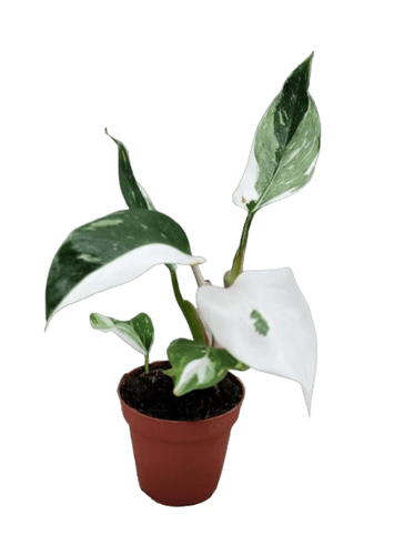 Philodendron White Princess live house plants in 3 inch pot Live Plant Indoor