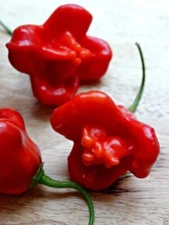 RARE✿ Heirloom Bishop's Crown Pepper 15 Seeds ●Mild
