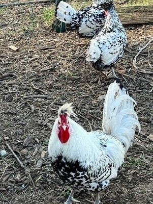 6 +  Silver Appenzeller Spitzhauben Hatching Eggs