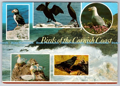 D301903 Vögel der Küste Cornish Heringsmöwe Papageientaucher Basstölpel J Salmon Ltd Kamera