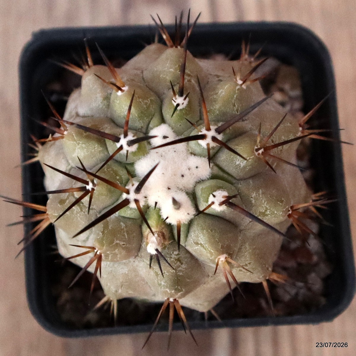 D3087 COPIAPOA CINEREA BLACK SPINES pot6-H5-W5,5 cm MaMa Cactus | eBay