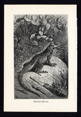 Antiker Druck-Mastfigur-Uromastyx-Eidechse-Brehm-1892