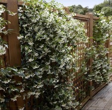 Star Jasmine Climber – Evergreen – Trachelospermum jasminoides – 2