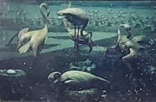 Pelicans?, Harvard University Tozier Collection, Magic Lantern Glass Slide