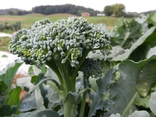 Broccoli,  Calabrese  100 - 125  NON - HYBRID  NON - GMO Seeds Heirloom