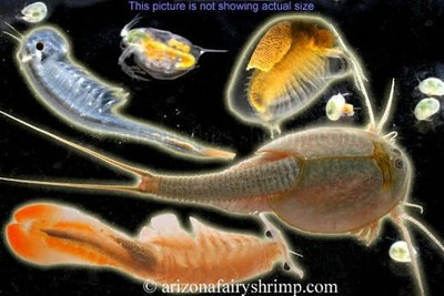 Premium Desert Lake Bed Substrate with Live Aquatic Invertebrate Eggs - Joshua T