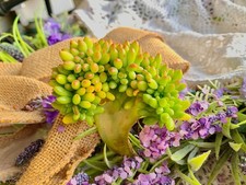 Live Sedum 'Alice Evans' Creste Succulent Plant Bare Root Indoor