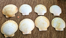 Lot of 8 Natural White Scallop Shells Seashells, White Seashell Shell Lot