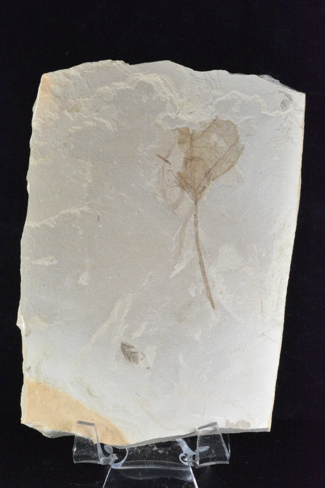 Feather Fossil, leaf, cranefly, Green River Formation, Bonanza, Utah - Image 2 of 4