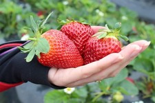 Seeds Strawberry Fresca Giant - Everbearing Fruits for Planting - GMO Free