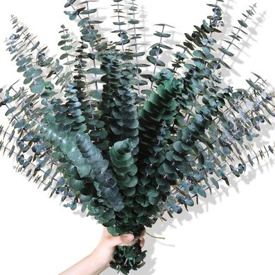 30Pcs Dried Eucalyptus Stems, 17'' Real Preserved Eucalyptus Plant for Shower, Fr