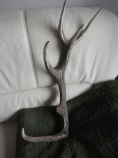Abwurfstange Rothirsch Geweih Gehörn mit 5 Enden