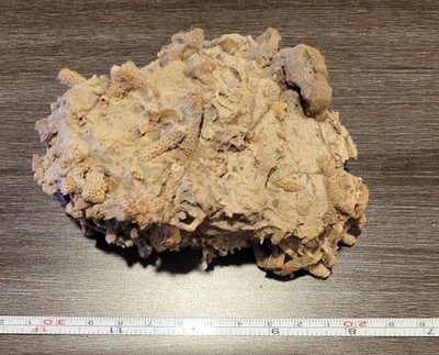 Excellent Fossilized Coral- Northern AZ, Devonia- Several Species in High Detail