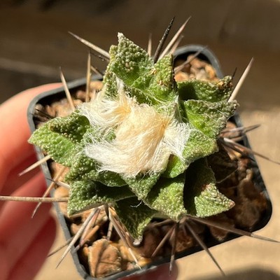 A9-25 Cactus bravoanus, VM288, El Nunez, grafted