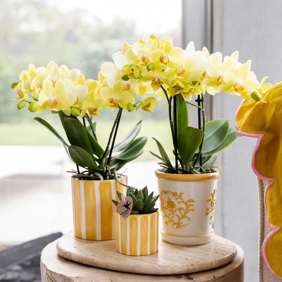 Orquídea Phalaenopsis Albenga Amarilla – con/sin maceta decorativa - Imagen 4 de 4