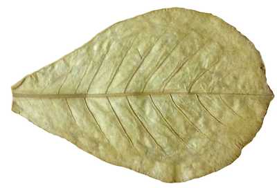 3 Seemandelbaumblätter 10-20cm - Gratisprobe Catappa-Leaves Aufbereitung Futter
