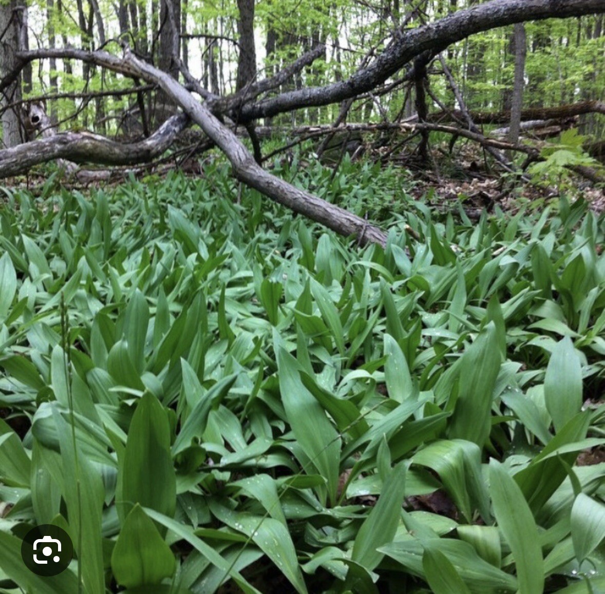 10 Ramps Wild Leeks Organically Grown Bulbs For Planting Allium Bare