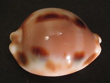 A Collector Fave...CYPRAEA TESSELLATA~31.7mm!!~Hawaii SEASHELL