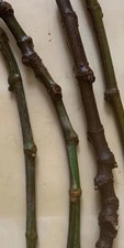 3x  Olympian Fig Tree Cuttings hardy, absolutely delicious