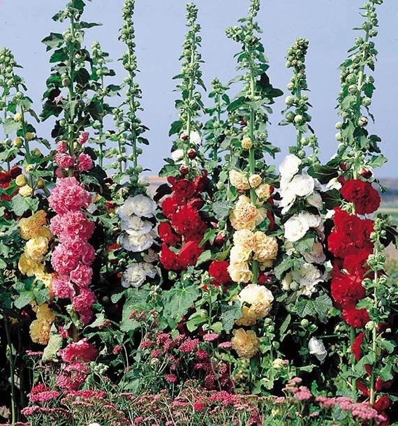 5 Graines ROSE TRÉMIÈRE Chater Double Variée Grande Fleur Pompon Mixte Bi-Annuel