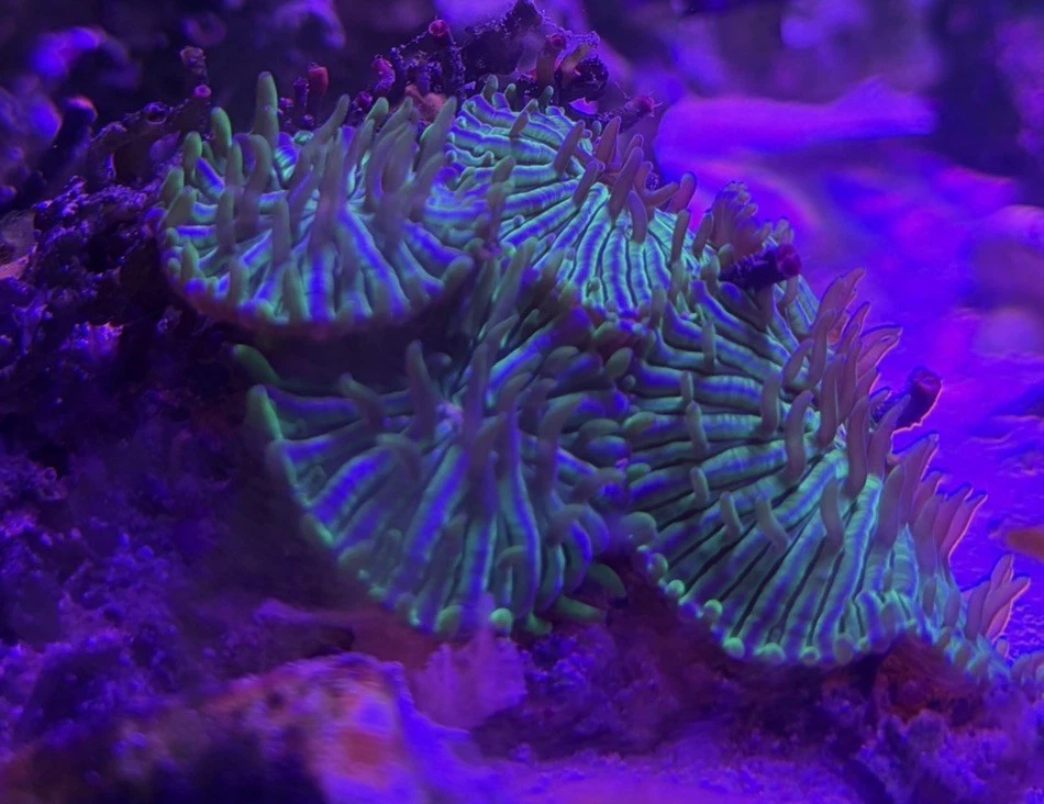 Plate Coral for sale - eBay
