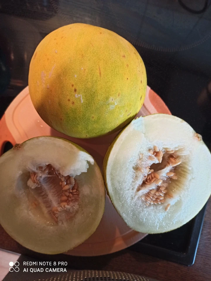 Limetto Melone  zitronig- fruchtig " NEUE SORTE " Saatgut Melonen Samen - Bild 2 von 4