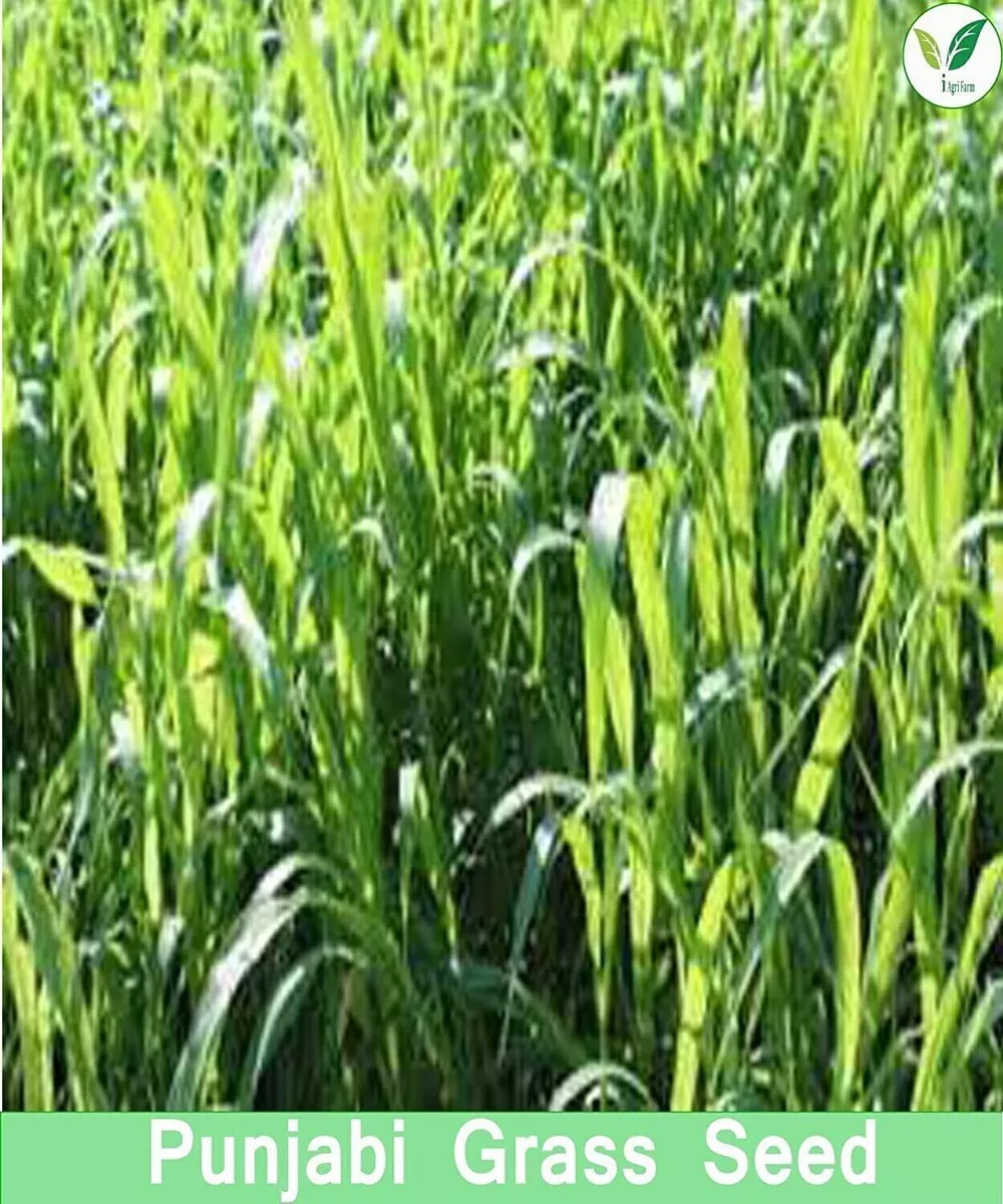 Elephant grass (Pennisetum purpureum)