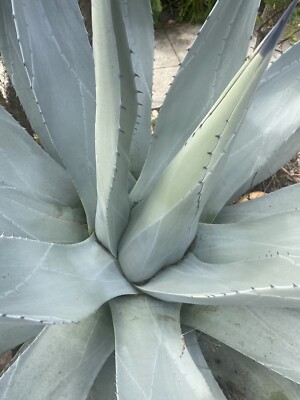 Agave deserti, Desert Agave, California Agaves | eBay