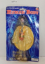 Human Body see through model Anatomy educatio...