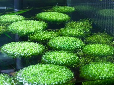 Riccia Fluitans 2x2 Inch Buy 2 Get 1 Free Aquarium Plant ''Moss'' Crystalwort 