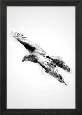 Hawk Black an White Framed Wall Art Poster Canvas Print Picture