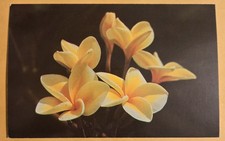 Yellow Plumeria Blossoms Hawaiian Hawaii Vtg Unused Postcard 024