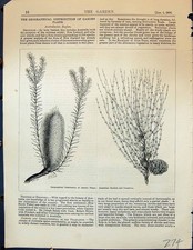 Old Garden Plants 1878 Australian Banksia Casuarina Beschorneria Brac 19th