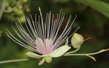 Capparis zeylanica | Ceylon Caper | 10_Seeds