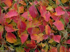 western poison ivy Toxicodendron rydbergii  30-50 seeds  5.00- 7.50 