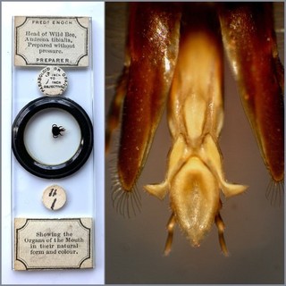 Fred Enock Antique Microscope Slide. Head of a Wild Bee
