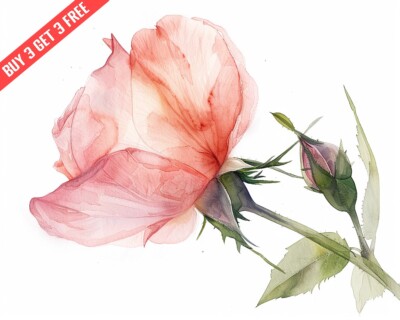  Rosa Rose with delicate petals Watercolor 8x10 Print