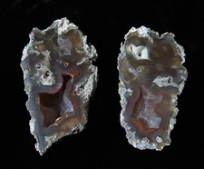 Fossilized- Agatized Tampa Bay Coral- 2 3/4" x 1 1/2"