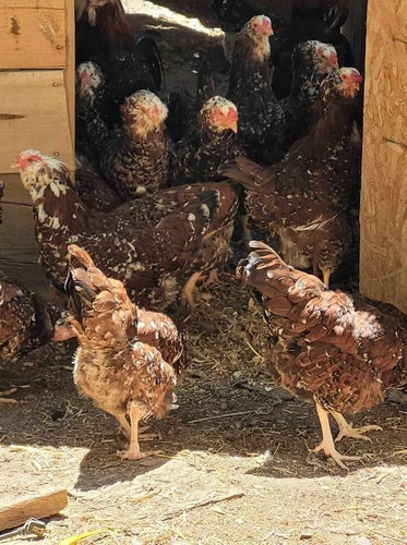 6 ORLOFF EGGS