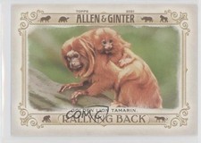 2021 Topps Allen & Ginter's Rallying Back Golden Lion Tamarin #RB-8 1j5z