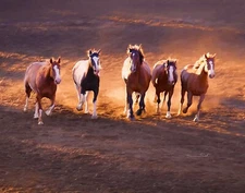 Wild Horses-Printable Download for Home Decor, Cards, Gifts, Posters