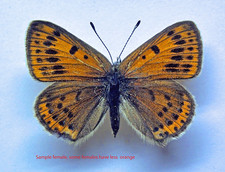 Lycaenide LYCAENA CANDENS LEONHARDI**male**N- Macedonia(papered)