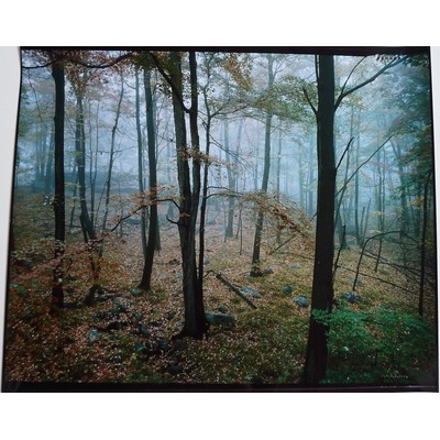 Trees in the Fog, Robert Ketchum, 1982