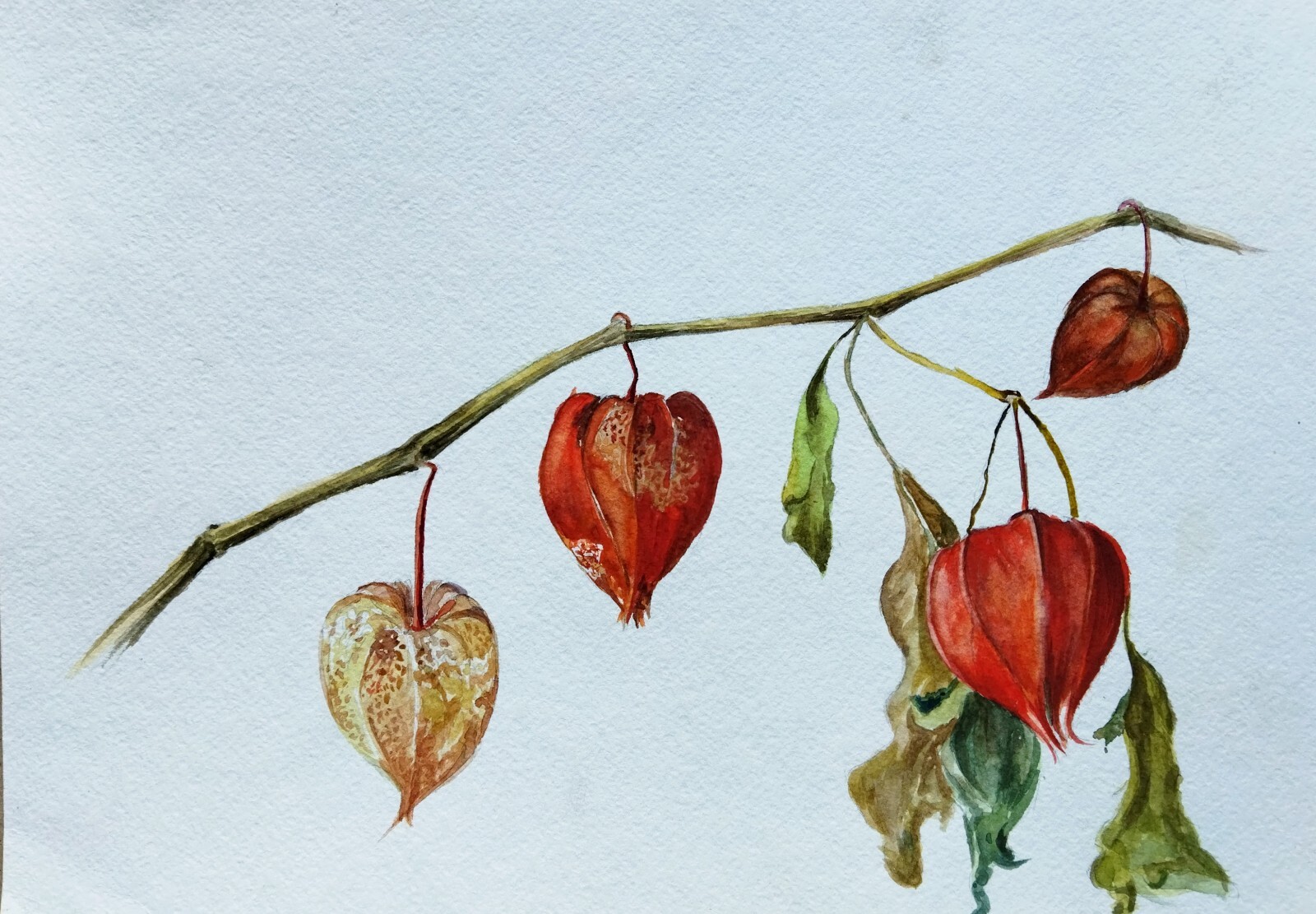 Pintura Acuarela Original Phisalis Botánico Arte de Pared Floral Flor Roja