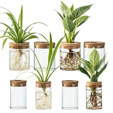 Glass Plant Propagation Stations for Plants Set of 8 4 Large 4 Small Hyd...
