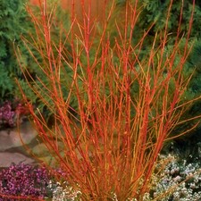 Cornus 'Midwinter Fire' - Dogwood in 9cm Pot - Rich