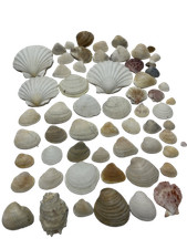 Clam Scallop Sea Shell Lot 64pcs Sand Box Crafts Classroom
